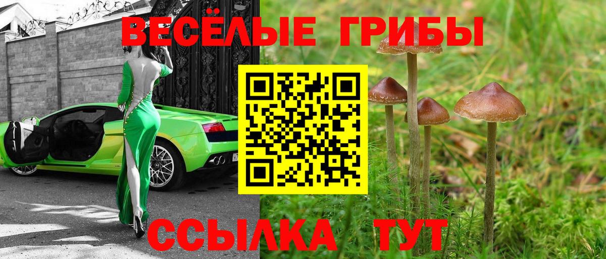 Галлюциногенные грибы Cubensis  Вход с VPN  Междуреченск  Псилоцибиновые грибы GOLDEN TEACHER 